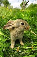 Image result for Cute Gray Bunny