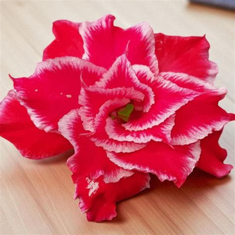 Products – Plant Orbit