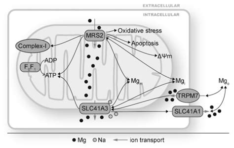 Magnesium, Oxidative Stress, Inflammation, and Cardiovascular Disease