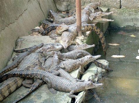 CEBU ZOO (2025) All You Need to Know BEFORE You Go (with Photos ...