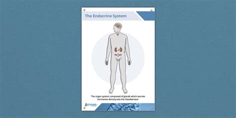 Endocrine System Display Poster | Science | Beyond