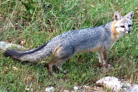Grey Fox
