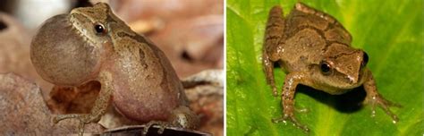 Image result for Different Tree Frogs