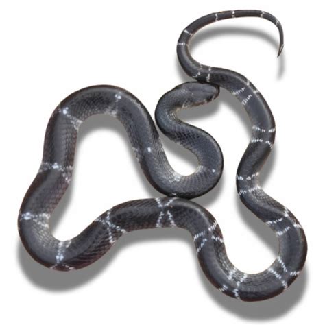 Common krait (Bungarus caeruleus)