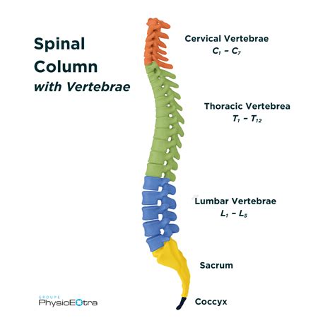 Lower Back Pain (Lumbago): Causes and Symptoms | PhysioExtra