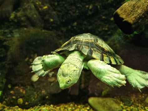 Image result for How to Fix a Broken Turtle Shell