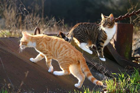 一群有气势走路猫图片,一只高傲的猫图片,群猫(第8页)_大山谷图库