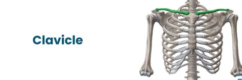Clavicle Anatomy: Functions, Injuries, and Treatment