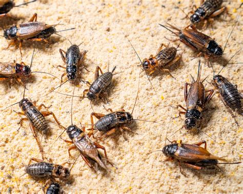 Experts share top tips to get rid of crickets in the house | Homes and ...