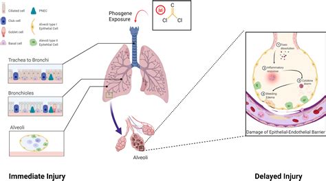 Phosgene Gas Effects