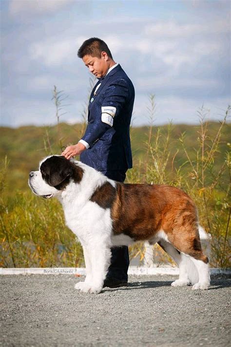 圣伯纳犬图片纯种,圣伯纳犬纯种,圣伯纳犬图片最大_大山谷图库