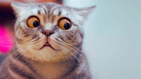 Stories of Cuckolding Gone Very, Very Wrong