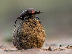 Image result for dung