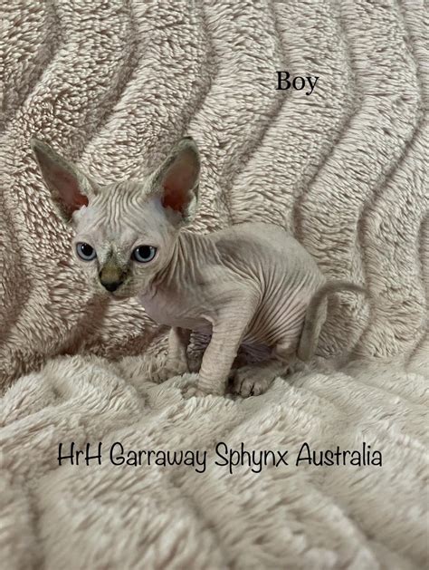 Garraway HRH Sphynx – Registered Sphynx breeder