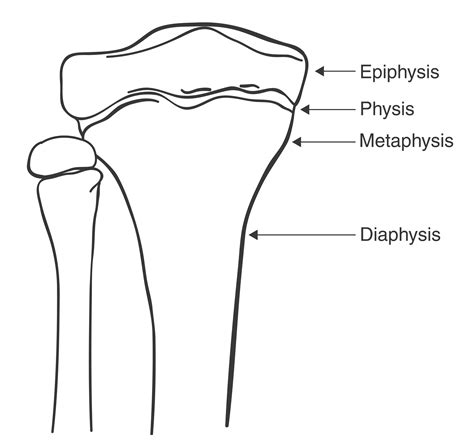 [DIAGRAM] Proximal Epiphysis Long Bone Diagram - MYDIAGRAM.ONLINE