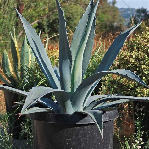 Shop 'Century Plant - Agave Americana' Care and Growing Guide | Planet Desert