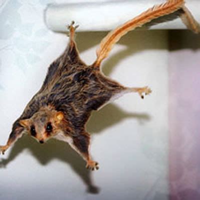 Flying Mouse 的图像结果