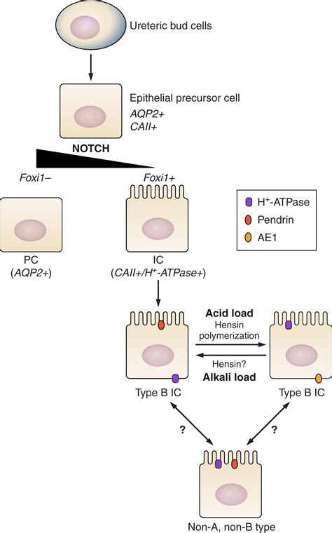 The Renal Physiology of Pendrin-Positive Intercalated Cells ...