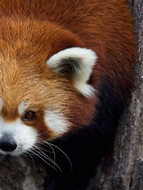 Cute Red Panda Face