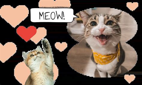 Quiz Bing Chat 的图像结果