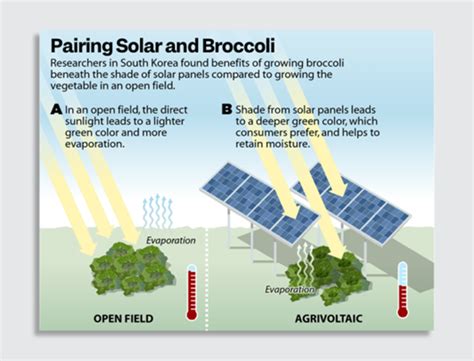 Agrivoltaic Farming: Enhancing Solar Energy & Agriculture
