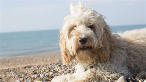 Image result for Cost for Cockapoo