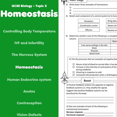 Homeostasis Home Learning Worksheet GCSE - rocketsheets.co.uk