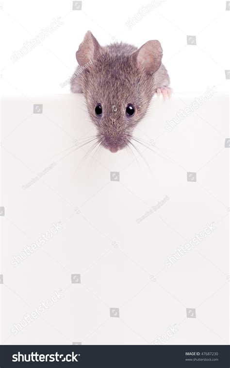 Image result for Mouse Tutorial Drawing Looking Over Ledge