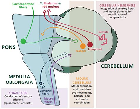 Acute Ataxia and Gait Disturbances in the Emergency… | Clinician.com