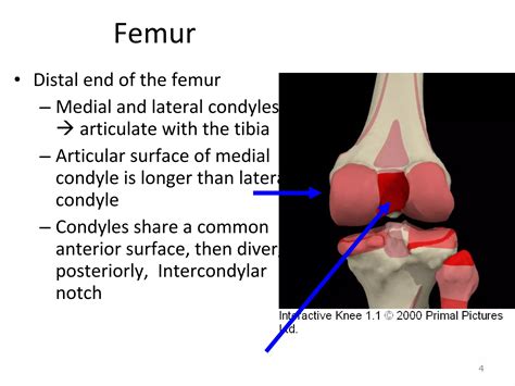 Kin191 A.Ch.6.Knee.Patellofemoral.Anatomy | PPT