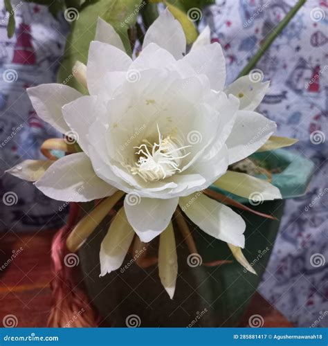 Wijaya Kusuma Flowers Bloom at Night Stock Image - Image of kusuma ...