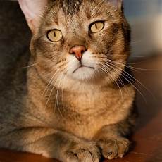 cat breed chausie information health pictures pet paw cat breed chausie information health pictures pet paw
