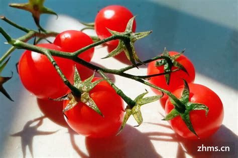 【番茄】亦蔬亦果、美味又营养的茄科植物 - 知乎
