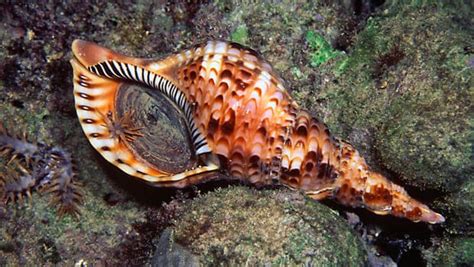 Image result for Seashell Collection