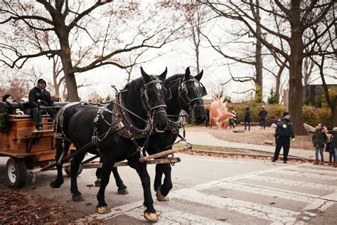 Horse & Carriage Rides at The Rink, The Rink At Wade Oval, Cleveland ...