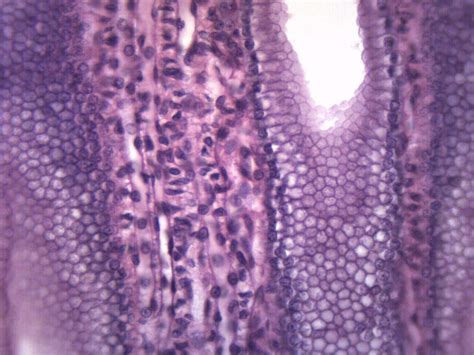 Buy 10PK Simple Cuboidal Epithelium - Prepared Microscope Slides ...