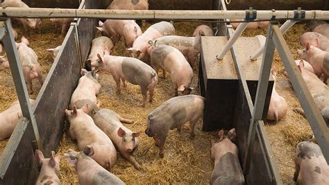 Intensive Pig Farming 的图像结果