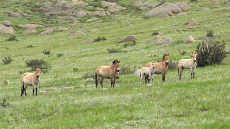 Wild Przewalski Horses in Natural Habitat in The Geography of Mongolia 26461296 Stock Video at ...