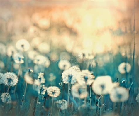 Dandelions Piano Tutorial 的图像结果