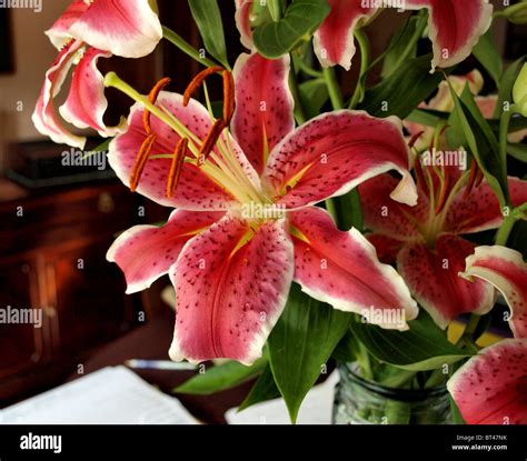 flowers Asian lily lilies pink red blooming tropical plants stems ...