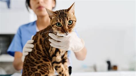 Amoxicillin for Cats: Usage, Dosage, and Side Effects - GoodRx