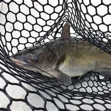 Fish Net Tips and Tricks 的图像结果