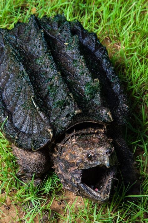 Snapping Turtle Age Chart 的图像结果