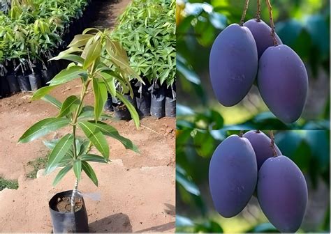 Green view® Combo 2 Arunika Mango Plant Grafted New Variety Mango Tree ...