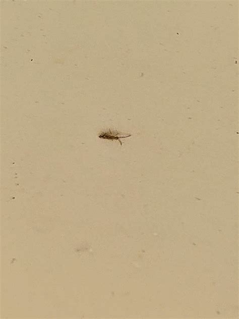 Found in one of my bathroom sinks/counter. Is it flea? : r/whatisthisbug