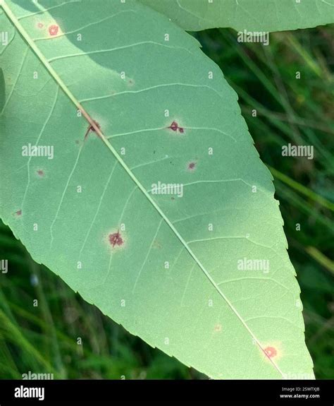 Ash Leaf Spot (Mycosphaerella fraxinicola), Fungi, McAlpine Creek ...