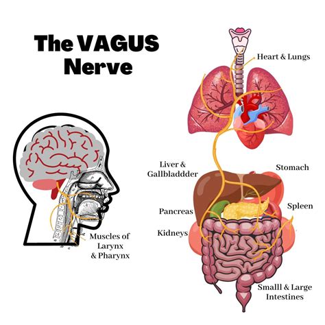 Image result for Vagus Nerve Function