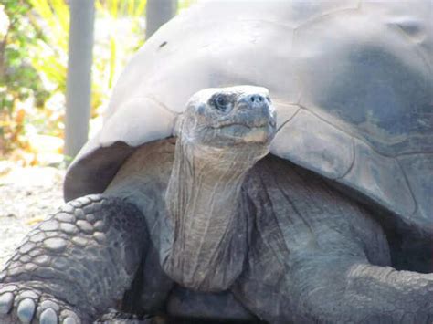 These Pets Survived Empires, Wars, and Ice Ages And They’re Still Around