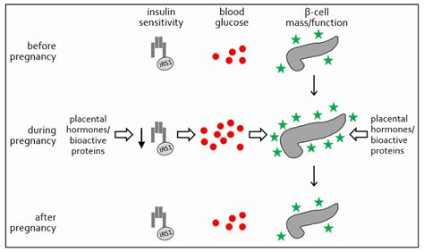 Placental Endocrine Activity: Adaptation and Disruption of Maternal Glucose Metabolism in ...