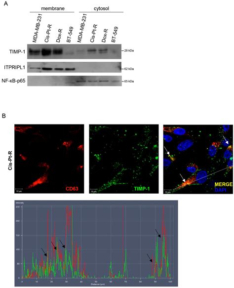Tissue Inhibitor of Metalloproteinases-1 Overexpression Mediates ...